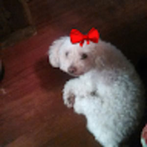 Meet your Posher, Elizabeth